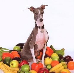 Foto van Excellent italian greyhound - cd (0036172100323)