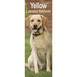 Foto van Labrador retriever kalender blond 2023 slimline