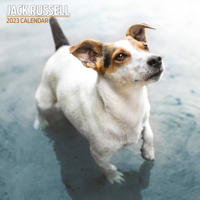 Foto van Jack russell terrier kalender 2023