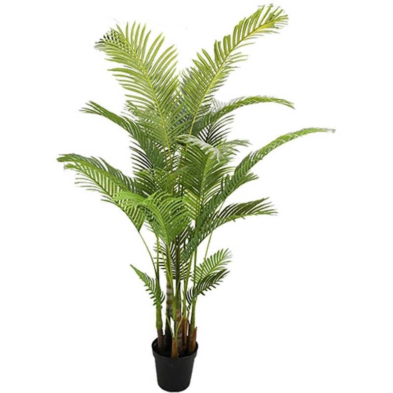 Foto van Areca palm 190 cm