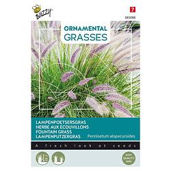 Foto van Buzzy - ornamental grasses, pennisetum alopecuriodes