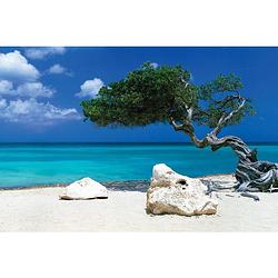 Foto van Gbeye tom mackie divi divi tree poster 91,5x61cm