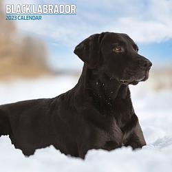 Foto van Labrador retriever zwart kalender 2023