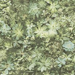 Foto van Evergreen behang succulent groen en beige