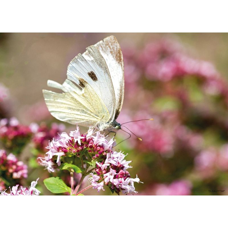 Foto van Tuinschilderij cabbage white on pink flower 70x130cm