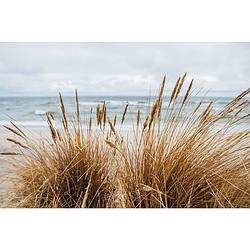 Foto van Inductiebeschermer - beach pampas - 65x55 cm