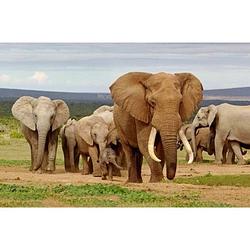 Foto van Dieren magneet 3d olifanten - magneten