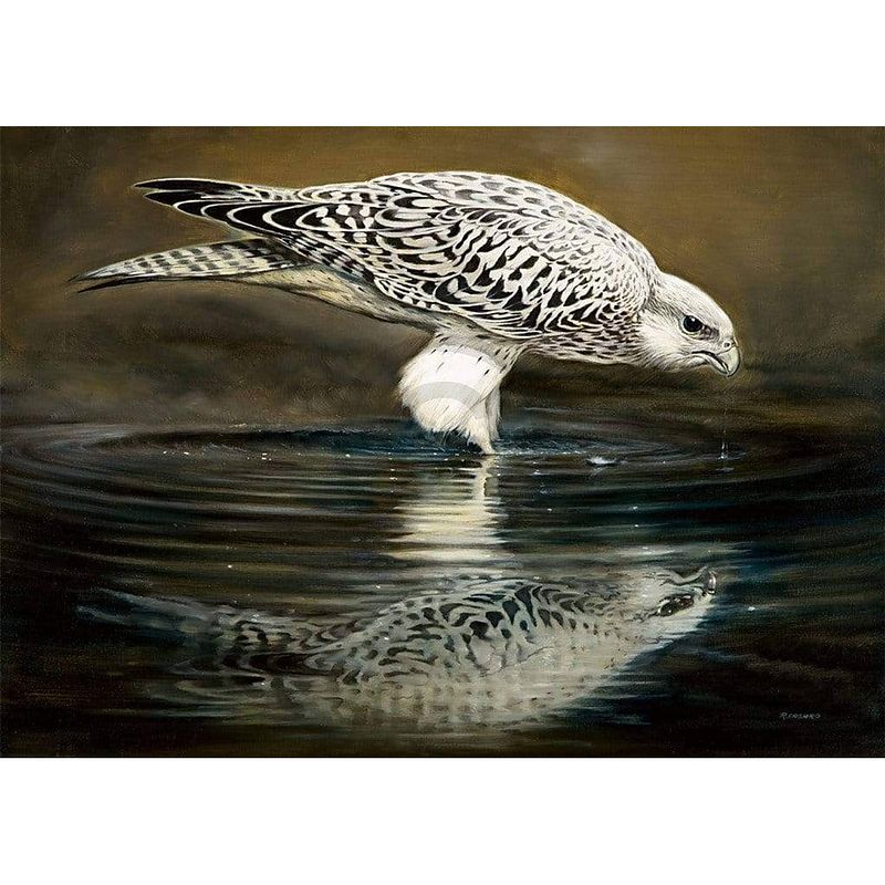 Foto van Renato casaro - drinking falcon kunstdruk 70x50cm