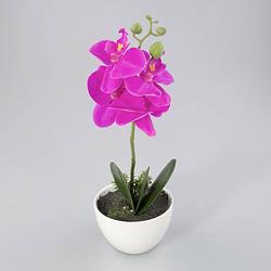 Foto van Orchidee in kunststof pot lavendel m