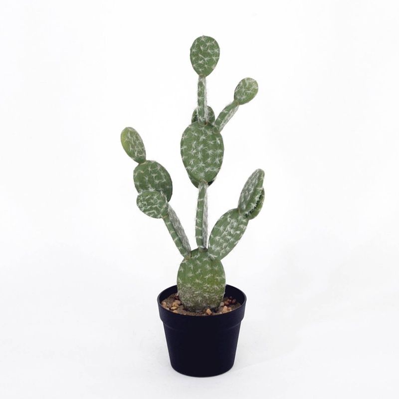 Foto van Cactus wheatfields met pot