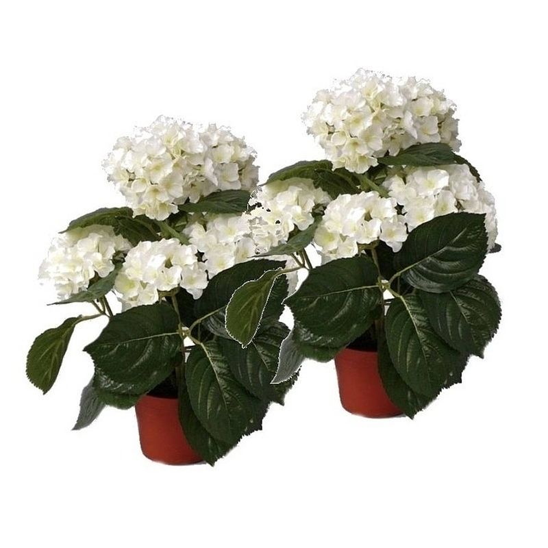 Foto van 2x kunstplanten hortensia wit 36 cm - kunstplanten