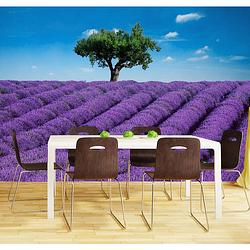 Foto van Fotobehang lavendel (366 x 254 cm)