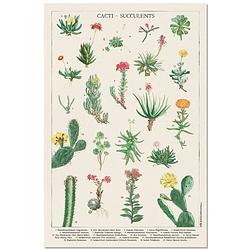 Foto van Grupo erik botanical cacti poster 61x91,5cm