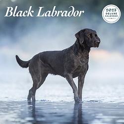 Foto van Labrador retriever zwart kalender 2023 deluxe