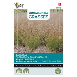 Foto van Buzzy - ornamental grasses, sporobolus heterolepis