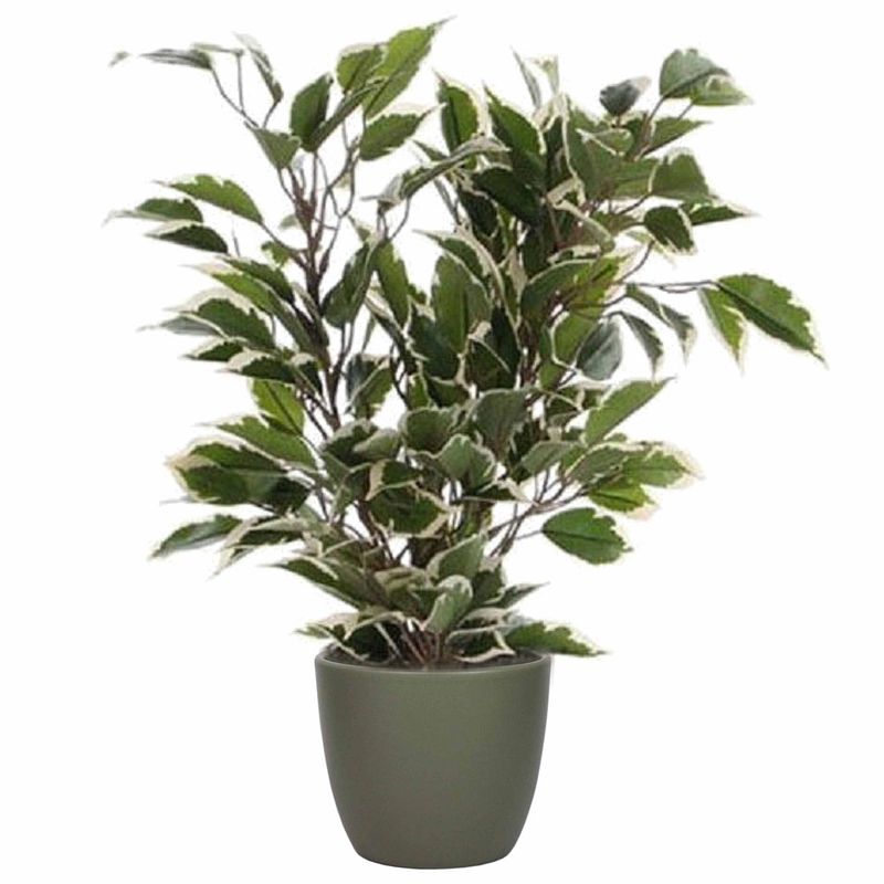 Foto van Groen/witte ficus kunstplant 40 cm met plantenpot dennengroen d13.5 en h12.5 cm - kunstplanten