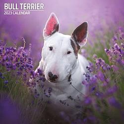 Foto van Bull terrier kalender 2023