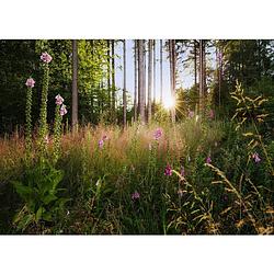 Foto van Komar summer glade vlies fotobehang 350x250cm 7-banen