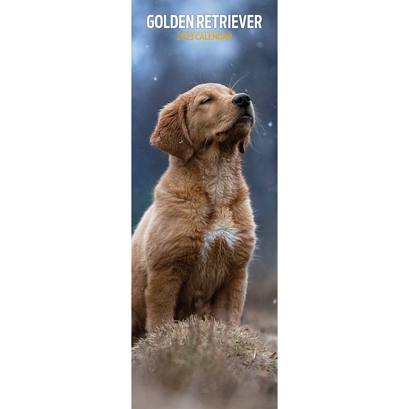 Foto van Golden retriever kalender 2023 slimline