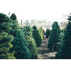 Foto van Inductiebeschermer - veld kerstbomen - 58x52 cm