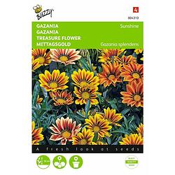 Foto van 2 stuks gazania splendens hybrida sunshine gemengd