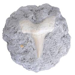 Foto van Esschert design fossiel haaientand 6 x 4 cm steen grijs/wit