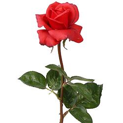 Foto van Top art kunstbloem roos caroline - rood - 70 cm - zijde - kunststof steel - decoratie bloemen - kunstbloemen
