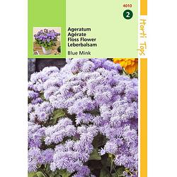 Foto van 2 stuks - hortitops - ageratum houstonianum mexicanum blue mink