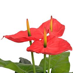 Foto van The living store kunst anthurium - 90 cm - realistische uitstraling - 9 bladeren - 3 bloemen