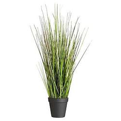 Foto van Grass bush in pot - 53 cm - leen bakker