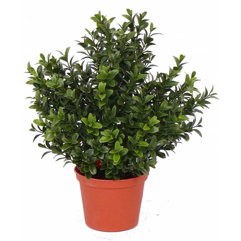 Foto van Kunstplanten buxus plant in pot 31 cm - kunstplanten