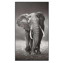 Foto van Schilderij olifant - zwart/wit - 118x70x4 cm - leen bakker