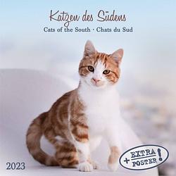 Foto van Cats of the south kalender 2023