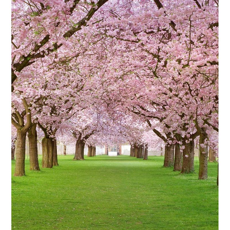 Foto van Dimex cherry trees vlies fotobehang 225x250cm 3-banen