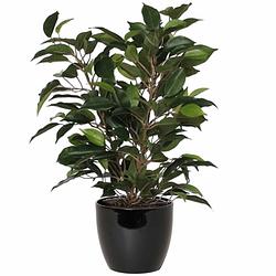 Foto van Groene ficus kunstplant 40 cm met plantenpot zwart d13.5 en h12.5 cm - kunstplanten