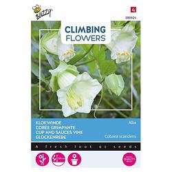 Foto van 3 stuks - buzzy - flowering climbers cobaea wit