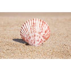 Foto van Inductiebeschermer - seashell - 57.6x51.6 cm