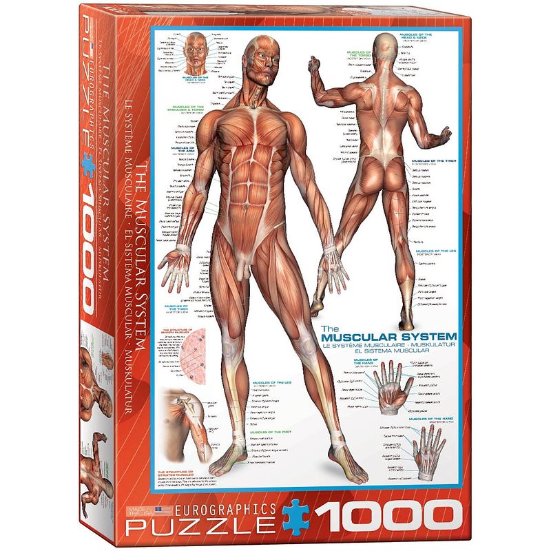 Foto van Eurographics puzzel the muscular system - 1000 stukjes