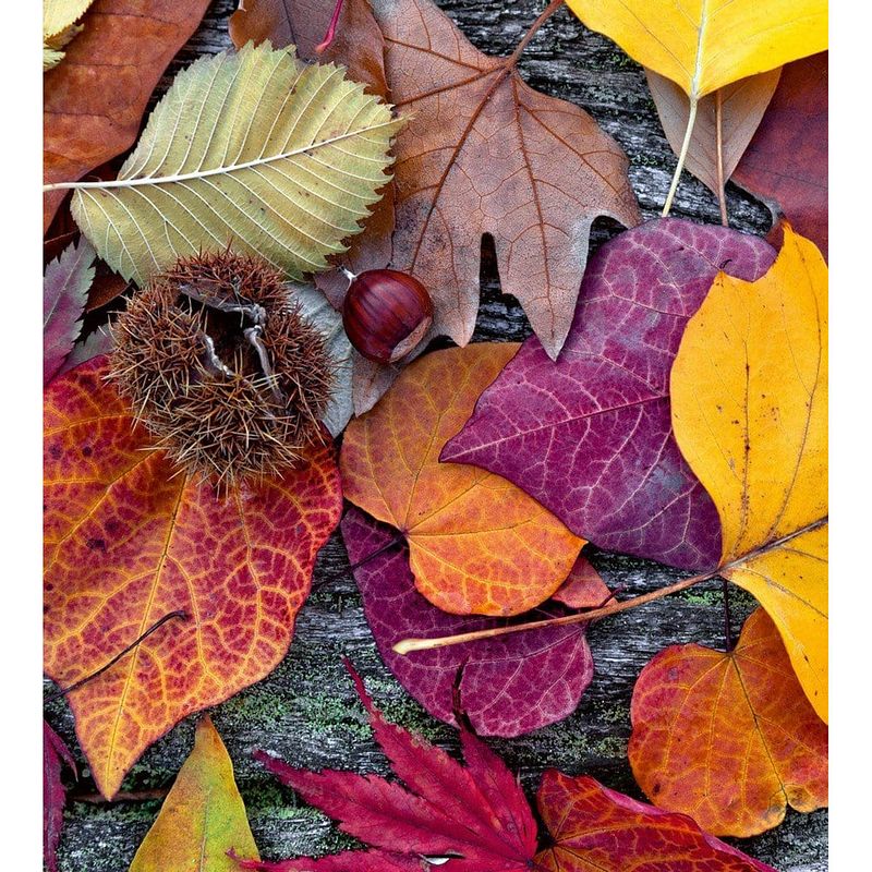 Foto van Dimex autumn leaves vlies fotobehang 225x250cm 3-banen