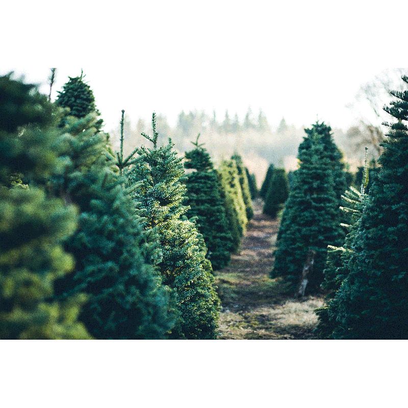 Foto van Inductiebeschermer - veld kerstbomen - 60x60 cm