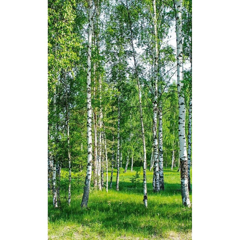 Foto van Dimex birch grow vlies fotobehang 150x250cm 2-banen