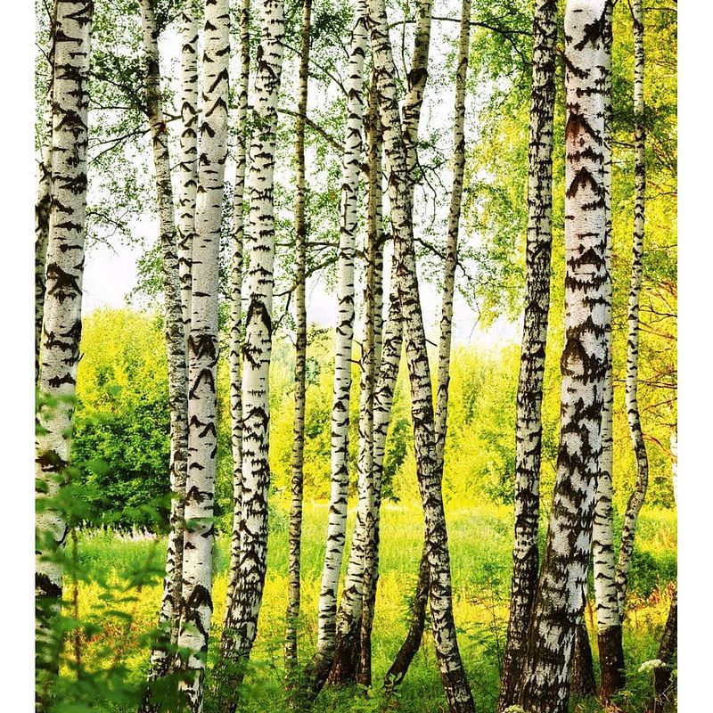 Foto van Dimex birch forest vlies fotobehang 225x250cm 3-banen