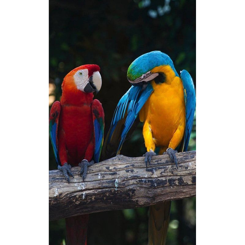 Foto van Dimex colourful macaw vlies fotobehang 150x250cm 2-banen