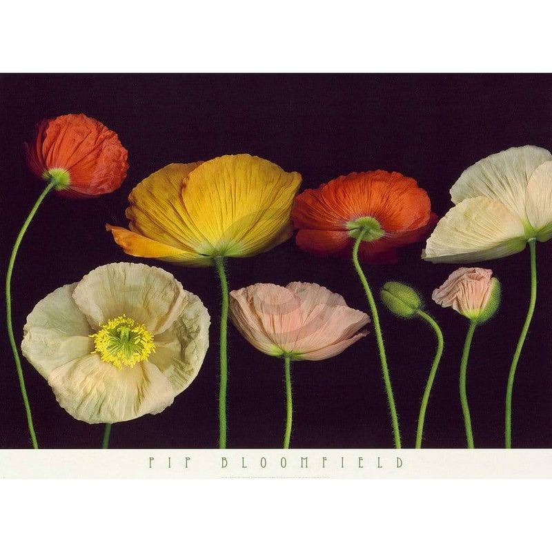 Foto van Pip bloomfield - poppy garden i kunstdruk 91x66cm