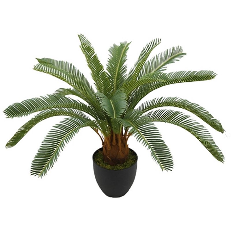 Foto van Cycas 68 cm