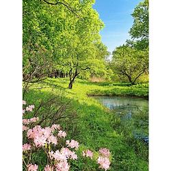 Foto van Wizard+genius park in the spring vlies fotobehang 192x260cm 4-banen