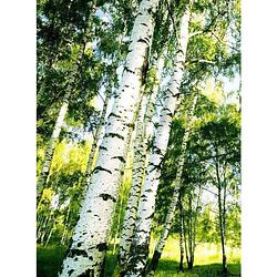 Foto van Wizard+genius sunshine forest vlies fotobehang 192x260cm 4-banen