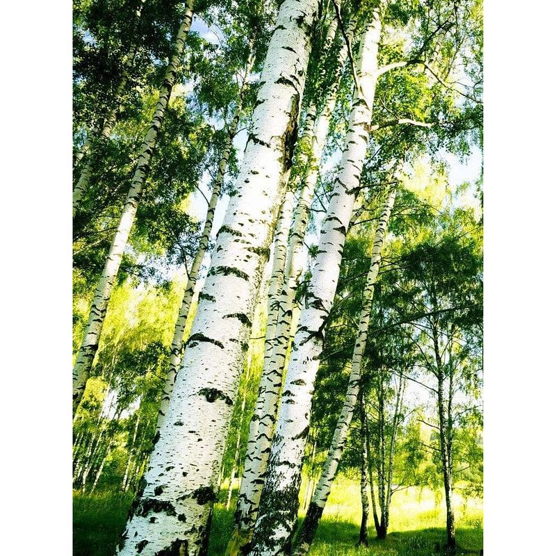 Foto van Wizard+genius sunshine forest vlies fotobehang 192x260cm 4-banen