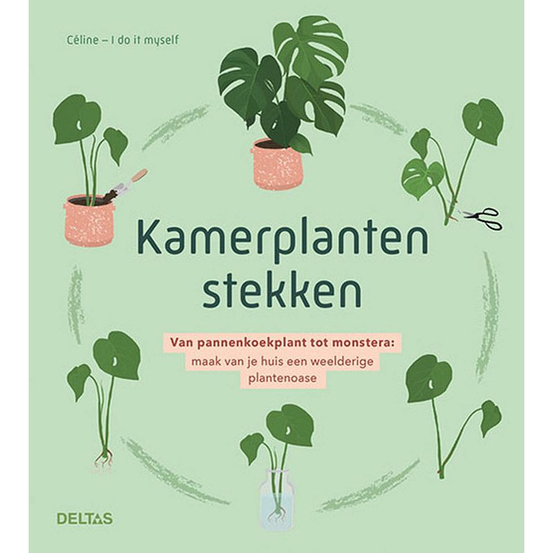 Foto van Kamerplanten stekken