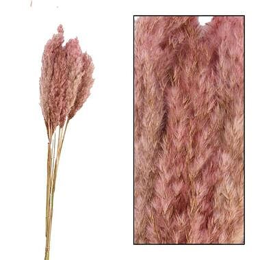 Foto van Pampas pluim - roze - 70 cm - leen bakker